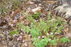 Anisochilus scaber